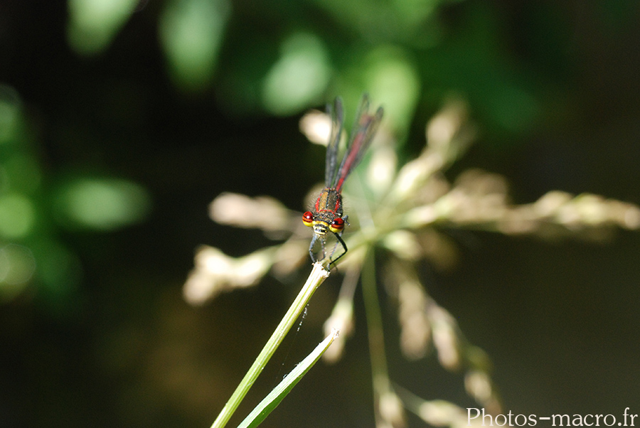 Pyrrhosoma nymphula